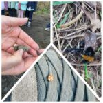 P1/P2 – Une semaine bien chargée en découvertes